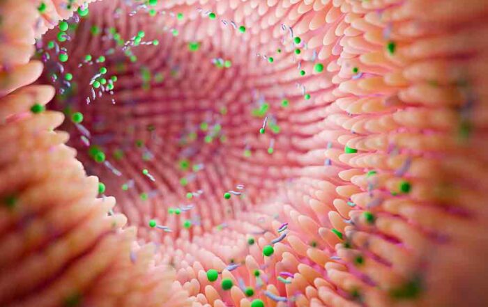Illustrazione della flora intestinale